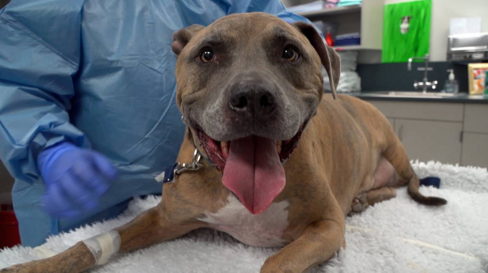 Pit Bull puppy vaccination schedule explained